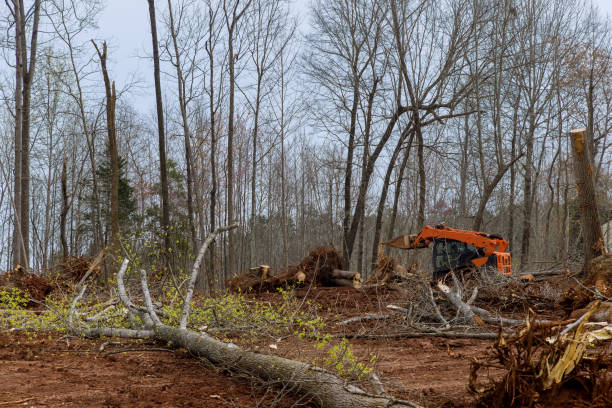 Best Leaf Removal  in Haverhill, FL