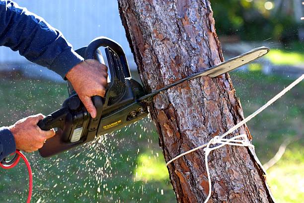 Best Lawn Irrigation Installation and Maintenance  in Haverhill, FL